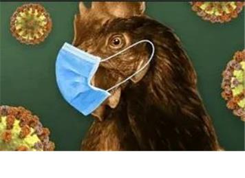 Avian Flu Warning